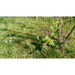 Pictures by this phone Xiaomi Redmi Pro