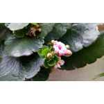 PICTURES FROM THIS PHONE