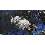 Pictures by this phone Xiaomi Redmi Pro