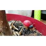 PICTURES FROM THIS PHONE