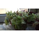 Pictures by this phone Xiaomi Redmi Pro