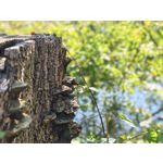 Foto dei utenti Xiaomi 15T Pro