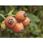 Foto dei utenti Xiaomi 15T Pro