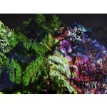 Foto dei utenti Xiaomi 15T Pro