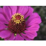 Foto dei utenti Xiaomi 15T Pro