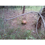 Imágenes de los usuarios Xtreamer Mobile Xtreamer JoyZ Imágenes de los usuarios Xtreamer Mobile Xtreamer JoyZ