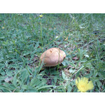 PICTURES FROM THIS PHONE