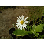 Imágenes de los usuarios Xtreamer Mobile Xtreamer JoyZ Imágenes de los usuarios Xtreamer Mobile Xtreamer JoyZ