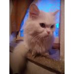 Selbst von Nutzern gemachte Bilder Zopo P5000