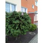 LAS FOTOS HECHAS CON ESTE TELÉFONO