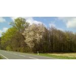 來自這款手機的圖片