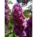 FOTO'S VAN DEZE TELEFOON