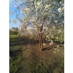 来自这款手机的图片