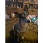 来自这款手机的图片