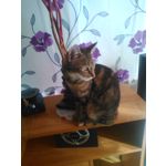 来自这款手机的图片