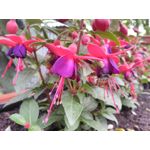 PICTURES FROM THIS PHONE