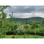 PICTURES FROM THIS PHONE