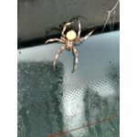 PICTURES FROM THIS PHONE